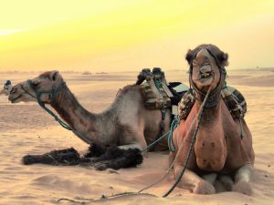 Découvrir la Tunisie à moitié prix