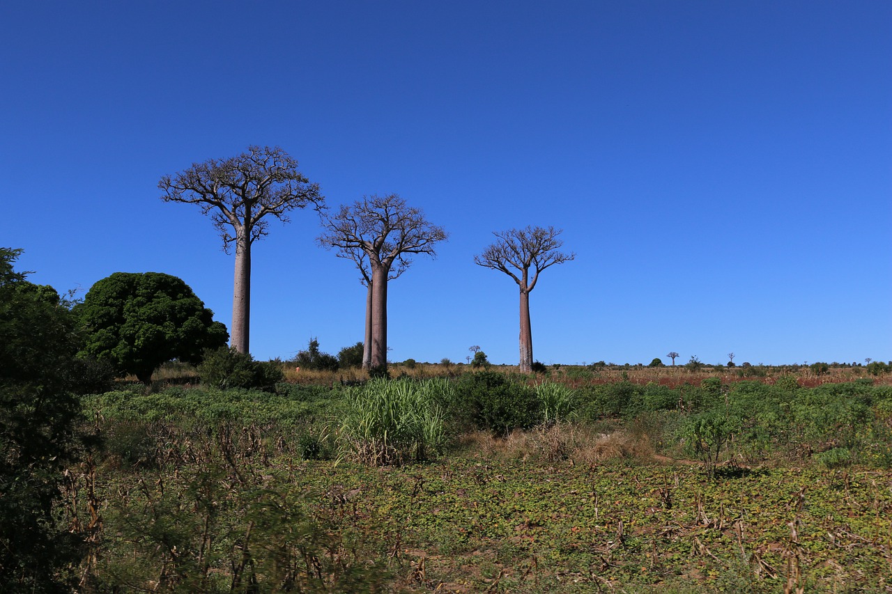 Baobab