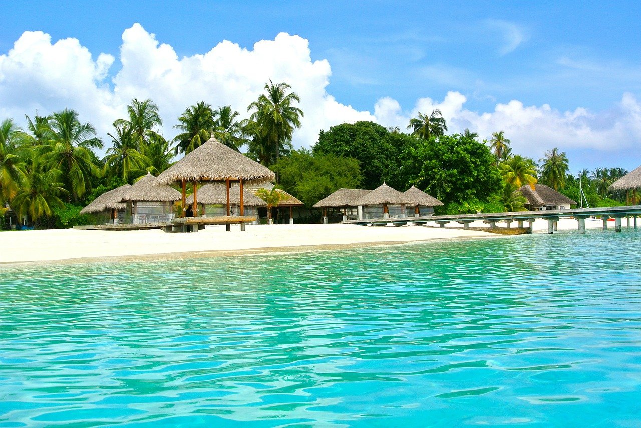 Maldives Cocotier